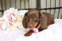 Kit Kat, a female Miniature Dachshund for sale in Rochester, IN – 4 of 5