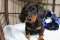 Ace, a male Miniature Dachshund for sale in Rochester, IN – 4 of 7