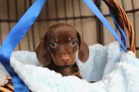 Teddy  AKC registrable , a male Miniature Dachshund for sale in Rochester, IN – Photo 2 of 6