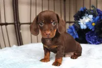 Teddy  AKC registrable , a male Miniature Dachshund for sale in Rochester, IN – Photo 5 of 6