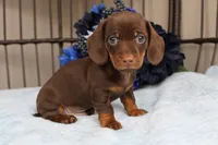Teddy  AKC registrable , a male Miniature Dachshund for sale in Rochester, IN – Photo 1 of 6