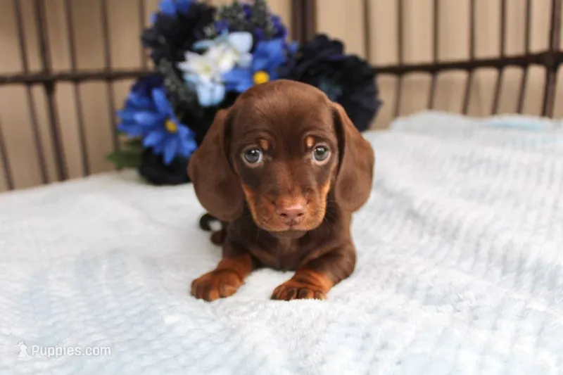 Teddy  AKC registrable  – Miniature Dachshund puppy for sale in Rochester, IN