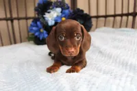 Teddy  AKC registrable , a male Miniature Dachshund for sale in Rochester, IN – Photo 3 of 6