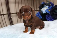 Teddy  AKC registrable , a male Miniature Dachshund for sale in Rochester, IN – Photo 6 of 6