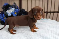 Teddy  AKC registrable , a male Miniature Dachshund for sale in Rochester, IN – Photo 4 of 6