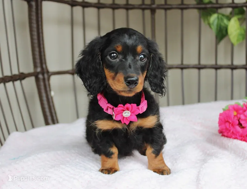 Autumn  – Miniature Dachshund puppy for sale in Rochester, IN