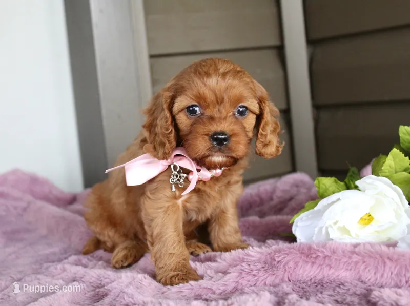 Ginger – Cavapoo puppy for sale in Liberty, KY