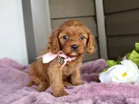 Ginger, a female Cavapoo for sale in Liberty, KY – 1 of 7