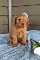Pumpkin, a male Cavapoo for sale in Liberty, KY – 7 of 7