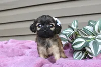 Betsy , a female Cavapoo for sale in Liberty, KY – 5 of 6