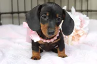 Sadie, a female Miniature Dachshund for sale in Rochester, IN – 2 of 7
