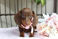 Kit Kat, a female Miniature Dachshund for sale in Rochester, IN – 3 of 5