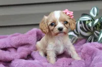 Beauty, a female Cavapoo for sale in Liberty, KY – 4 of 6