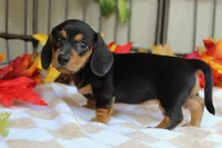 Pumpkin, a male Miniature Dachshund for sale in Rochester, IN – 5 of 7