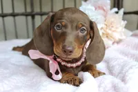 Hershey, a female Miniature Dachshund for sale in Rochester, IN – 1 of 10