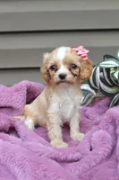 Beauty, a female Cavapoo for sale in Liberty, KY – 2 of 6