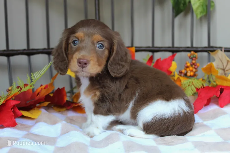 Casper  – Miniature Dachshund puppy for sale in Rochester, IN