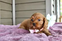 Ginger, a female Cavapoo for sale in Liberty, KY – 7 of 7