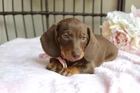 Hershey, a female Miniature Dachshund for sale in Rochester, IN – 2 of 10