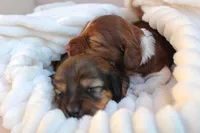 Betsy AKC registrable , a female Miniature Dachshund for sale in Rochester, IN – 2 of 3