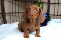 Chili, a male Miniature Dachshund for sale in Rochester, IN – 7 of 7