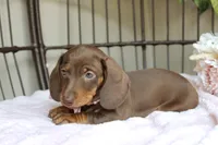 Hershey, a female Miniature Dachshund for sale in Rochester, IN – 8 of 10
