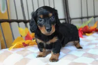 Autumn , a female Miniature Dachshund for sale in Rochester, IN – 5 of 6