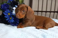 Chili, a male Miniature Dachshund for sale in Rochester, IN – 2 of 7