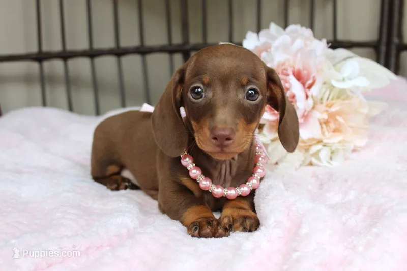 Tootsie – Miniature Dachshund puppy for sale in Rochester, IN