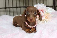 Tootsie, a female Miniature Dachshund for sale in Rochester, IN – 1 of 9