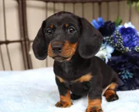 Ace, a male Miniature Dachshund for sale in Rochester, IN – 3 of 7