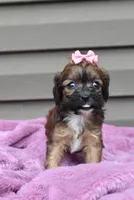 Velvet, a female Cavapoo for sale in Liberty, KY – 7 of 9