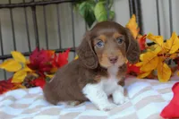 Casper , a male Miniature Dachshund for sale in Rochester, IN – 6 of 8