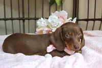 Hershey, a female Miniature Dachshund for sale in Rochester, IN – 9 of 10