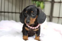 Sadie, a female Miniature Dachshund for sale in Rochester, IN – 5 of 7
