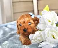 Pumpkin, a male Cavapoo for sale in Liberty, KY – 2 of 7