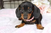 Sadie, a female Miniature Dachshund for sale in Rochester, IN – 7 of 7