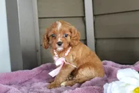Maple , a female Cavapoo for sale in Liberty, KY – 3 of 6