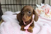 Tootsie, a female Miniature Dachshund for sale in Rochester, IN – 6 of 9
