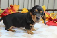 Aspen, a female Miniature Dachshund for sale in Rochester, IN – 5 of 8