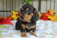 Pumpkin, a male Miniature Dachshund for sale in Rochester, IN – 6 of 7