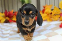 Aspen, a female Miniature Dachshund for sale in Rochester, IN – 6 of 8