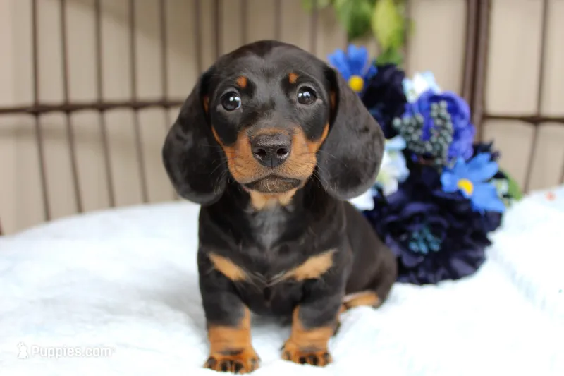 Ace – Miniature Dachshund puppy for sale in Rochester, IN