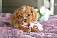 Maple , a female Cavapoo for sale in Liberty, KY – 1 of 6
