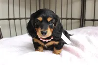 Sweet Pea, a female Miniature Dachshund for sale in Rochester, IN – Photo 1 of 4