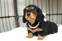 Sweet Pea, a female Miniature Dachshund for sale in Rochester, IN – Photo 3 of 4