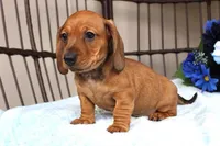 Buddy AKC registrable , a male Miniature Dachshund for sale in Rochester, IN – Photo 3 of 7