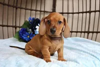 Buddy AKC registrable , a male Miniature Dachshund for sale in Rochester, IN – Photo 5 of 7
