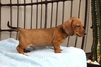 Buddy AKC registrable , a male Miniature Dachshund for sale in Rochester, IN – Photo 7 of 7