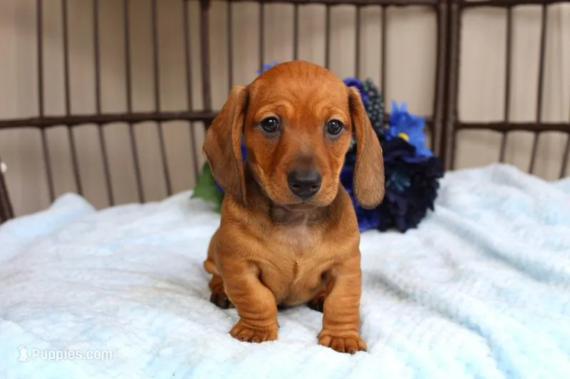 Buddy AKC registrable  – Miniature Dachshund puppy for sale in Rochester, IN